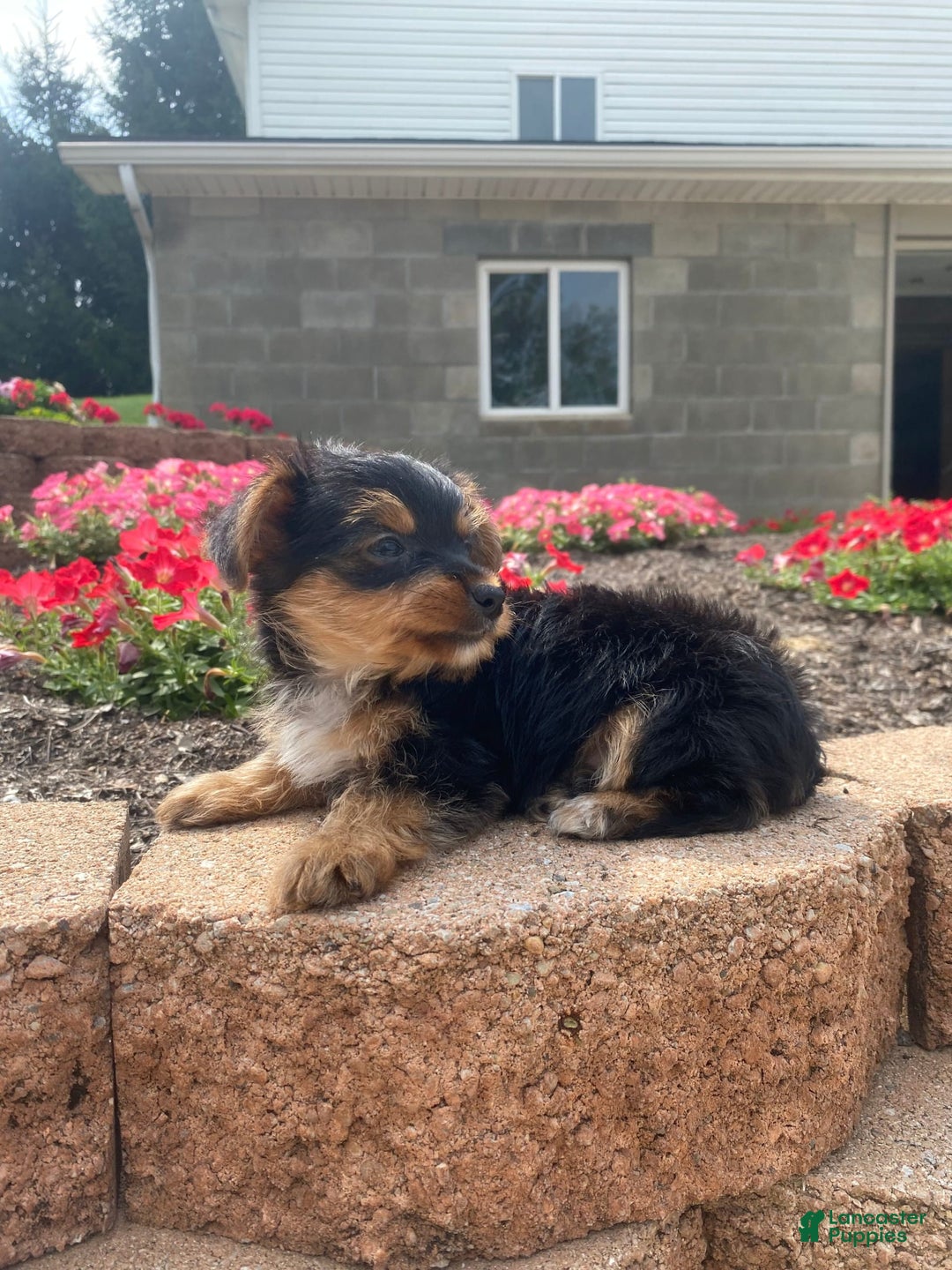 Yorkshire Terrier dogs for sale: Lux - Image 4