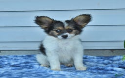 Papillon dogs for sale: Max - Image 5