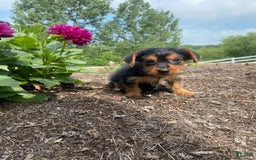 Yorkshire Terrier dogs for sale: Jag - Image 9