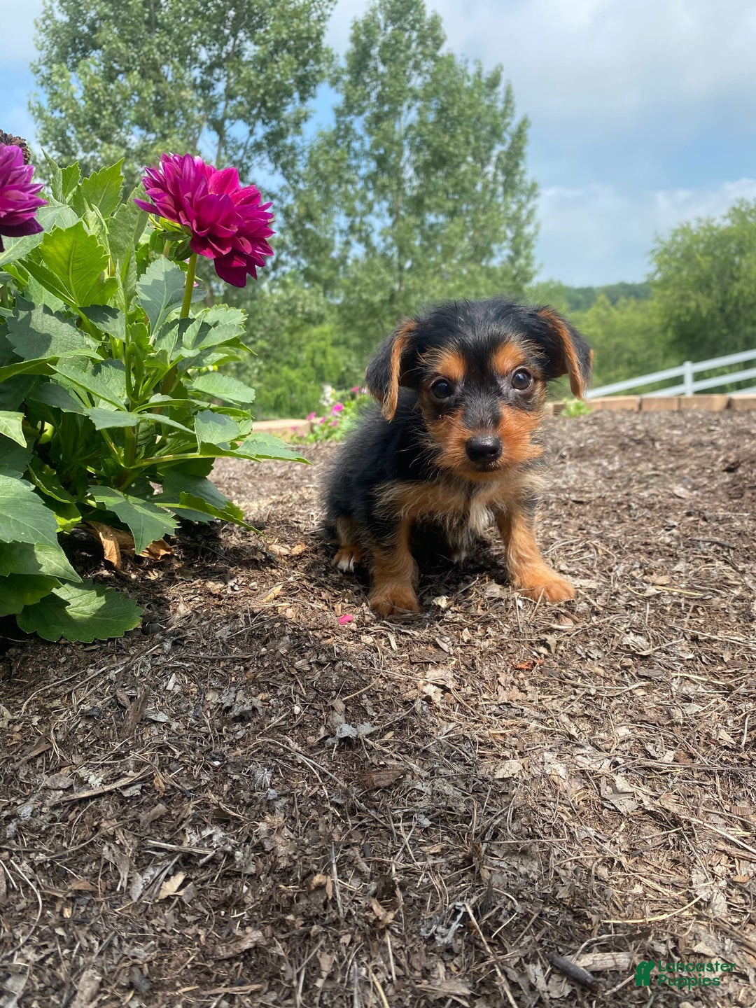 Yorkshire Terrier dogs for sale: Jag - Image 9