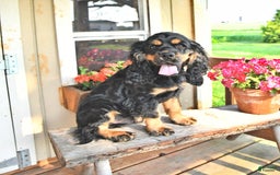 Cocker Spaniel dogs for sale: Banjo - Image 39