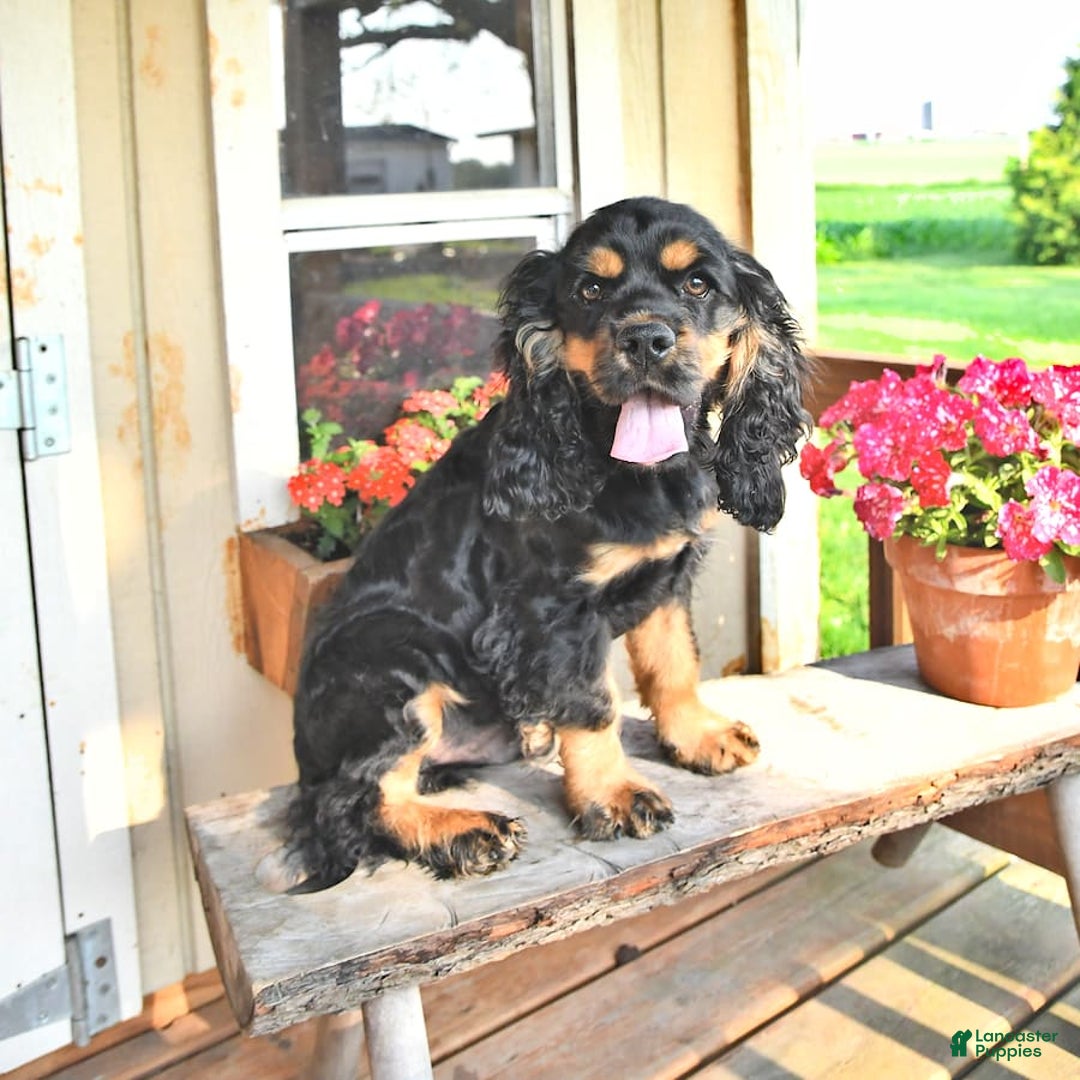 Cocker Spaniel dogs for sale: Banjo - Image 39