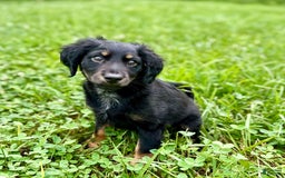 Dachshund dogs for sale: Molasses - Image 11