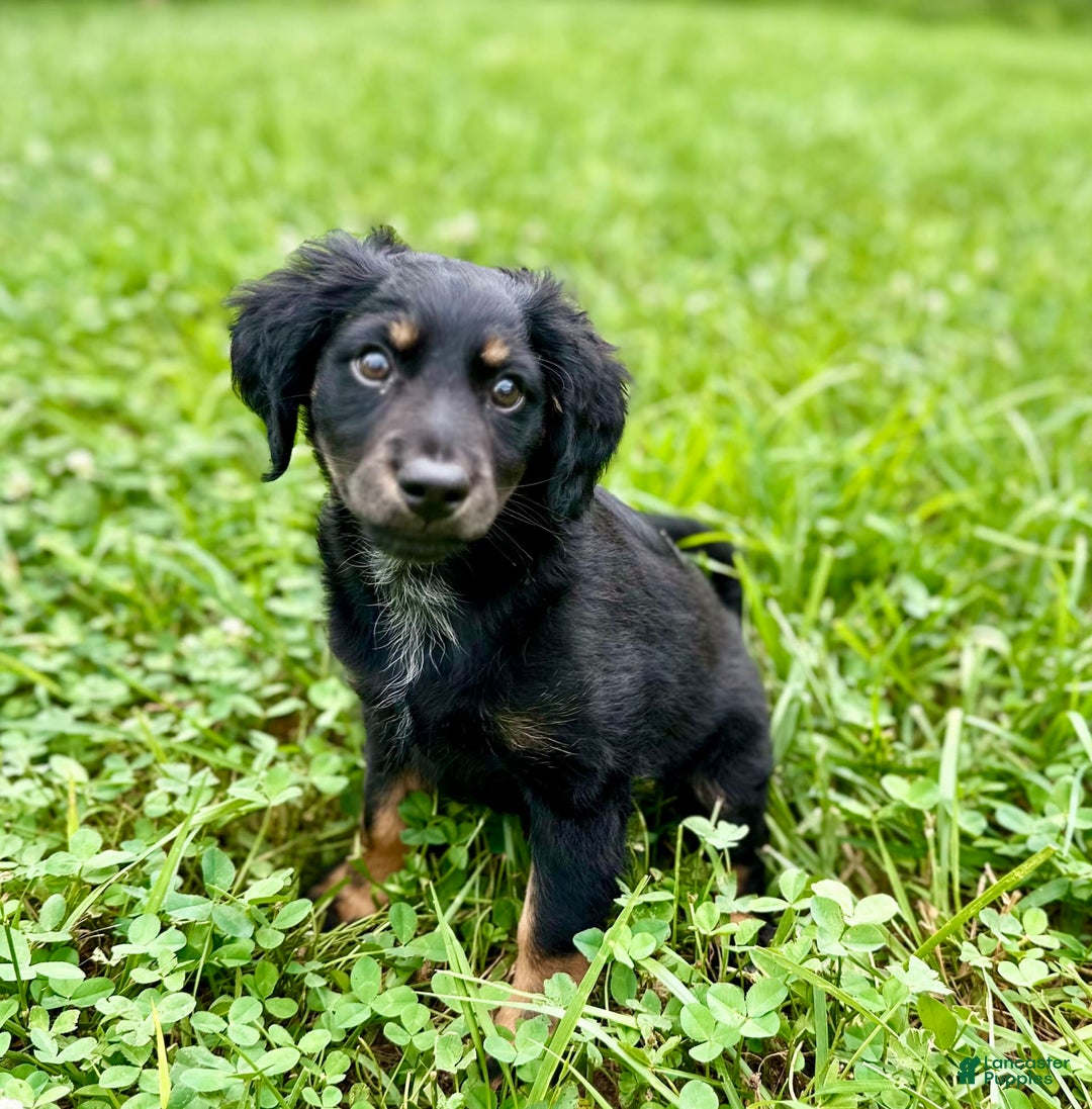 Dachshund dogs for sale: Molasses - Image 11