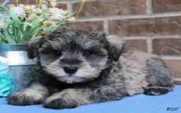 Miniature Schnauzer dogs for sale: Nolan - Image 3
