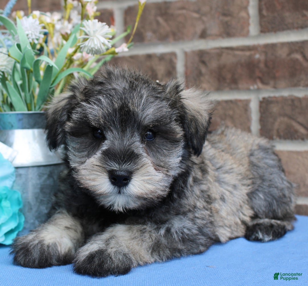 Miniature Schnauzer dogs for sale: Nolan - Image 3