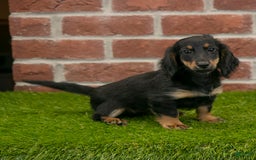 Miniature Dachshund dogs for sale: Faith - Image 11