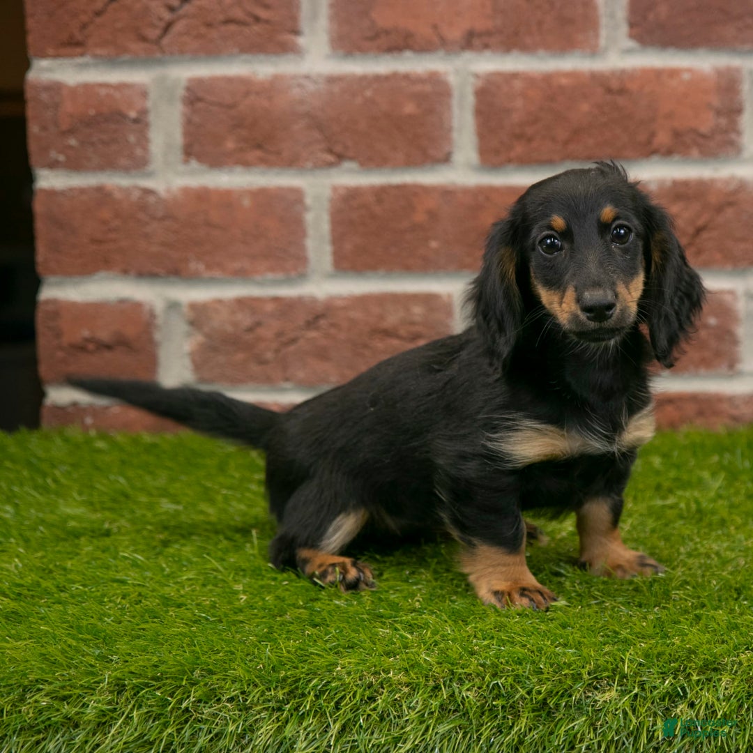 Miniature Dachshund dogs for sale: Faith - Image 11