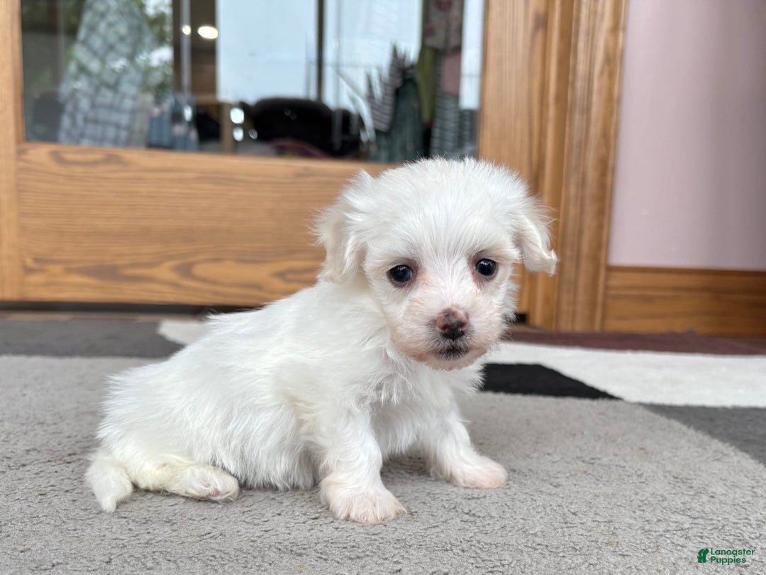 Coton De Tulear dogs for sale: TJ - Image 7