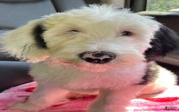 Sheepadoodle dogs for sale: Cadbury - Image 2