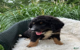 Bernedoodle dogs for sale: Hank - Image 1
