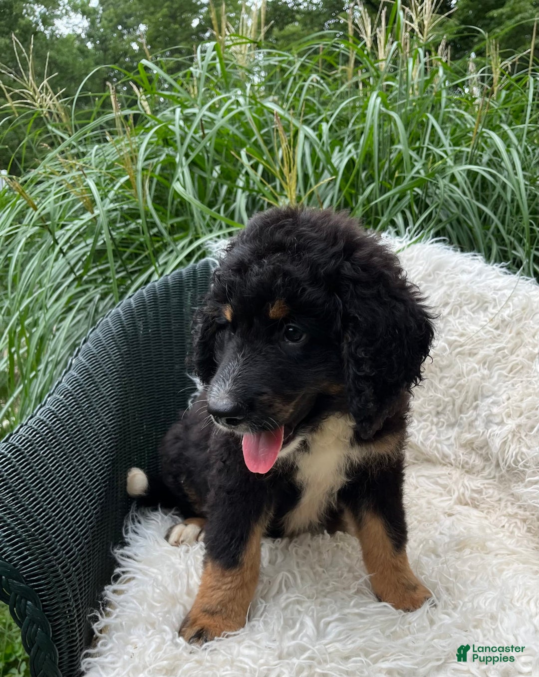 Bernedoodle dogs for sale: Hank - Image 1