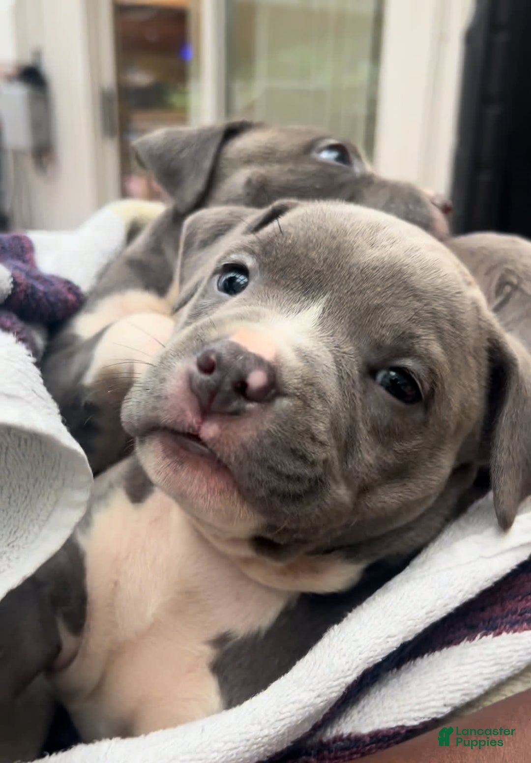 American Bully dogs for sale: Queen - Image 3