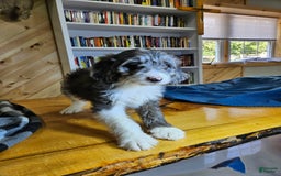 Portuguese Water Dog dogs for sale: Grayson - Image 1