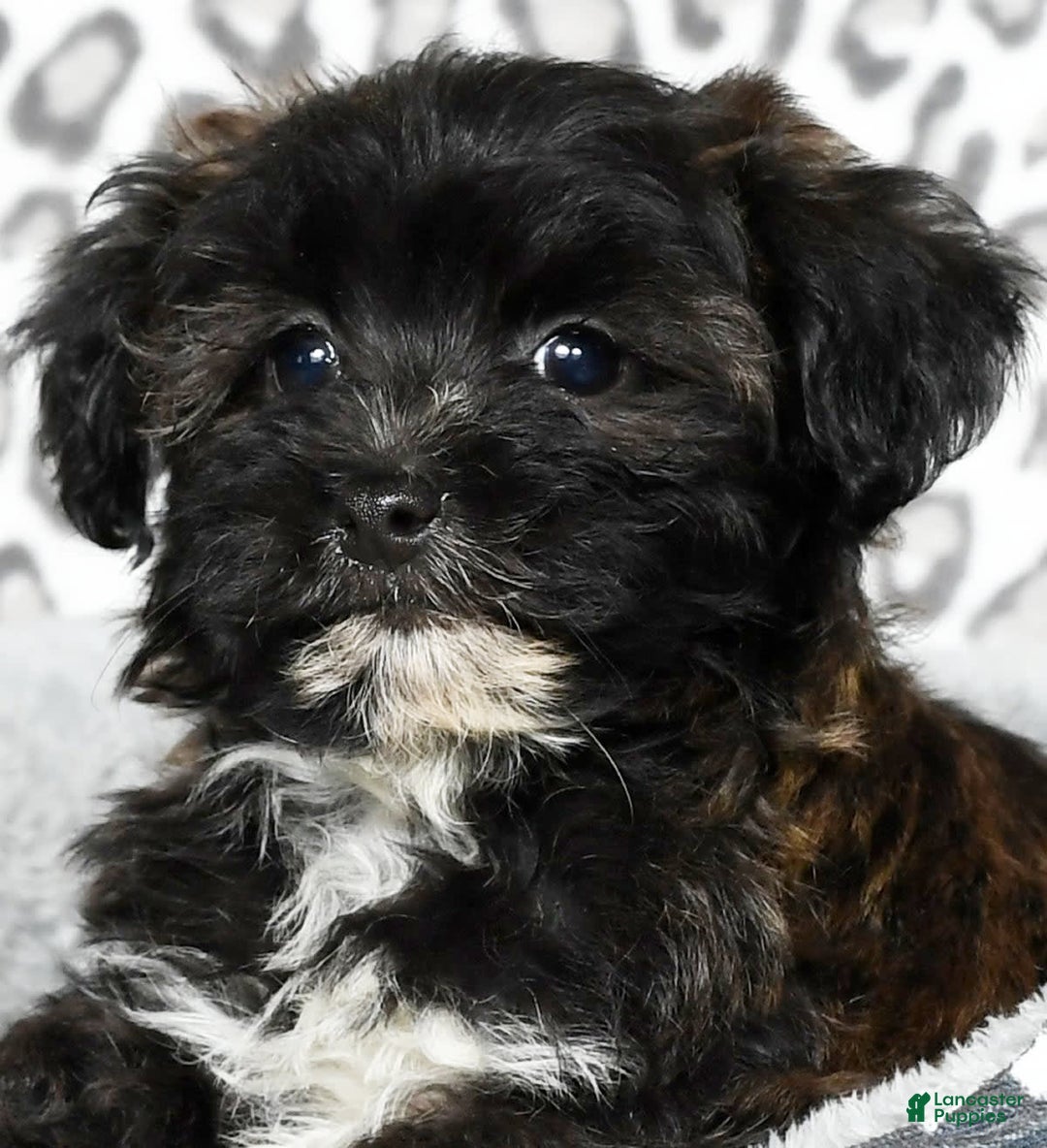 Havapoo dogs for sale: Elvis - Image 5