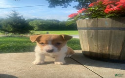 Welsh Corgi Pembroke dogs for sale: Lady - Image 8