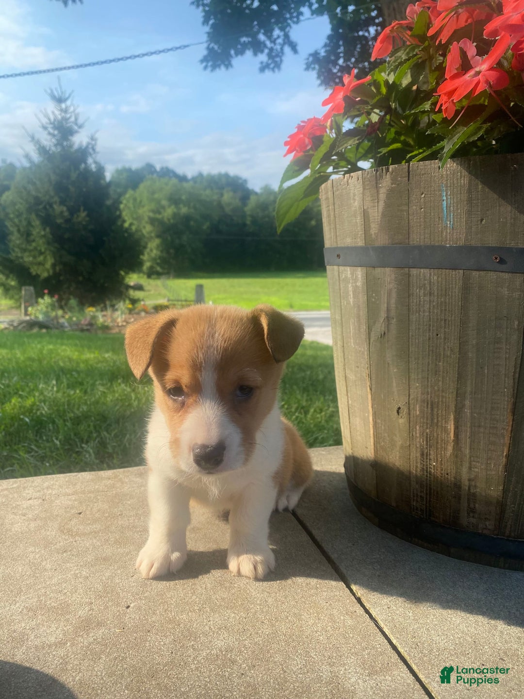 Welsh Corgi Pembroke dogs for sale: Lady - Image 8