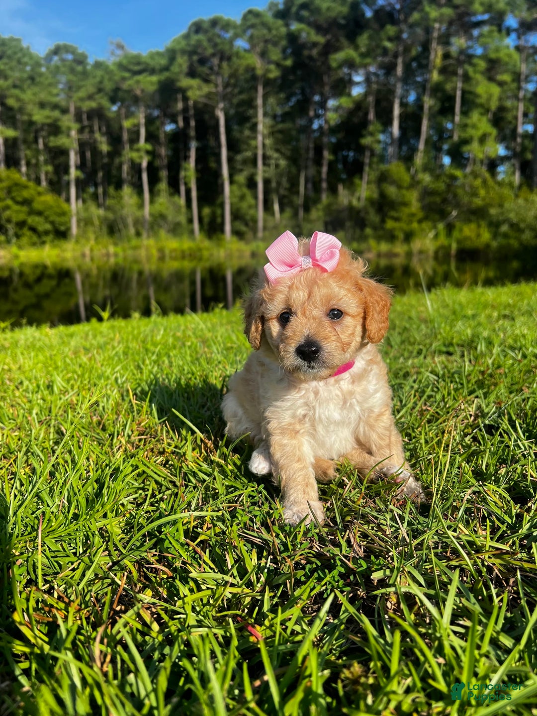 Aussiedoodle dogs for sale: Bella - Image 7
