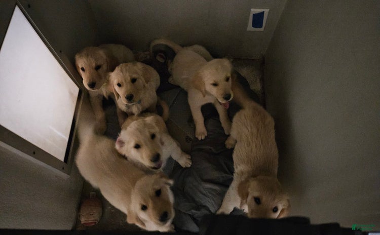 Golden Retriever dogs for sale - Ad 1