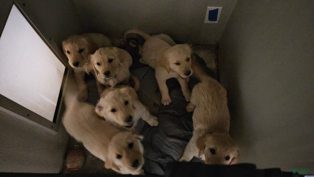 Golden Retriever dogs for sale: Golden Retriever - Image 1