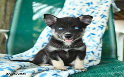 Pomsky dogs for sale: Rio - Image 1