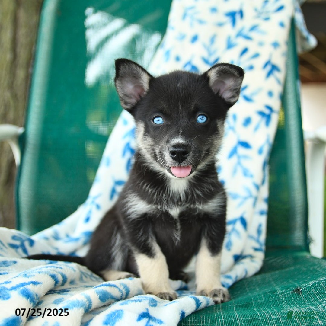 Pomsky dogs for sale: Rio - Image 1