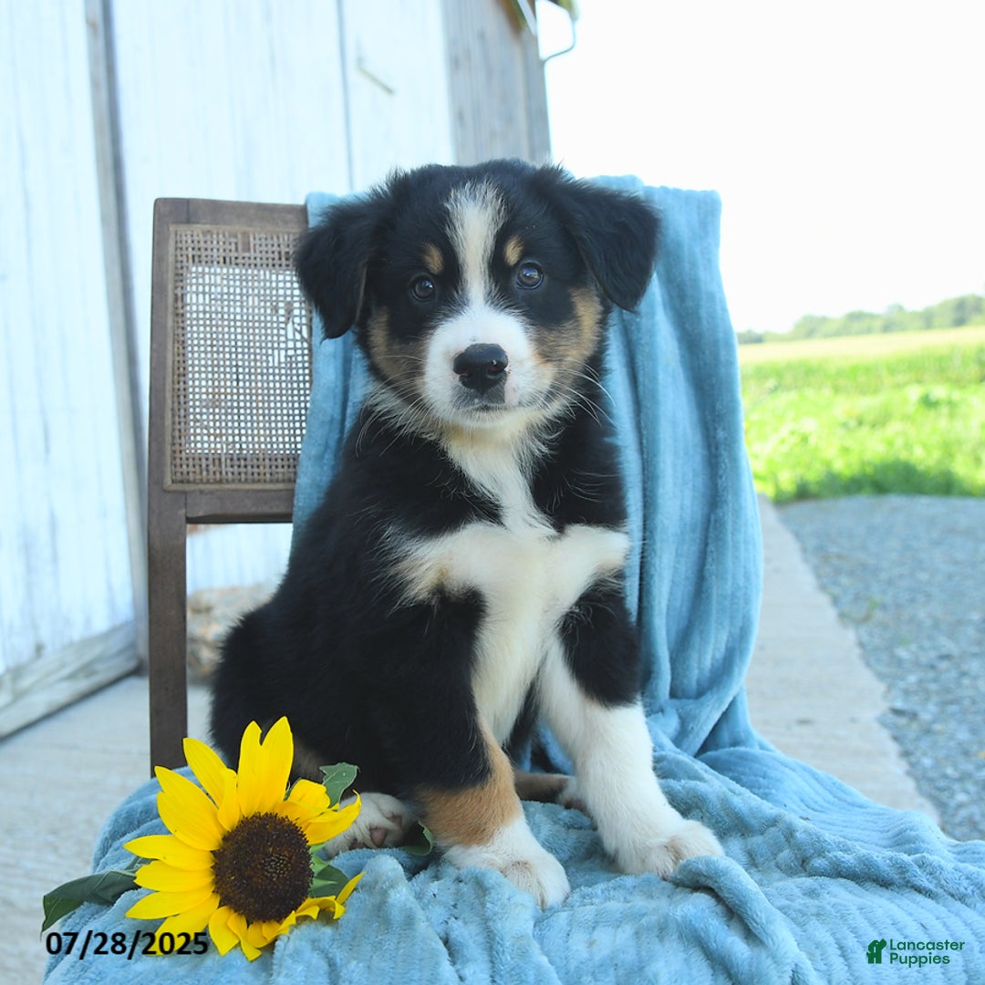 Australian Shepherd dogs for sale: Australian Shepherd 9 puppies - Image 22