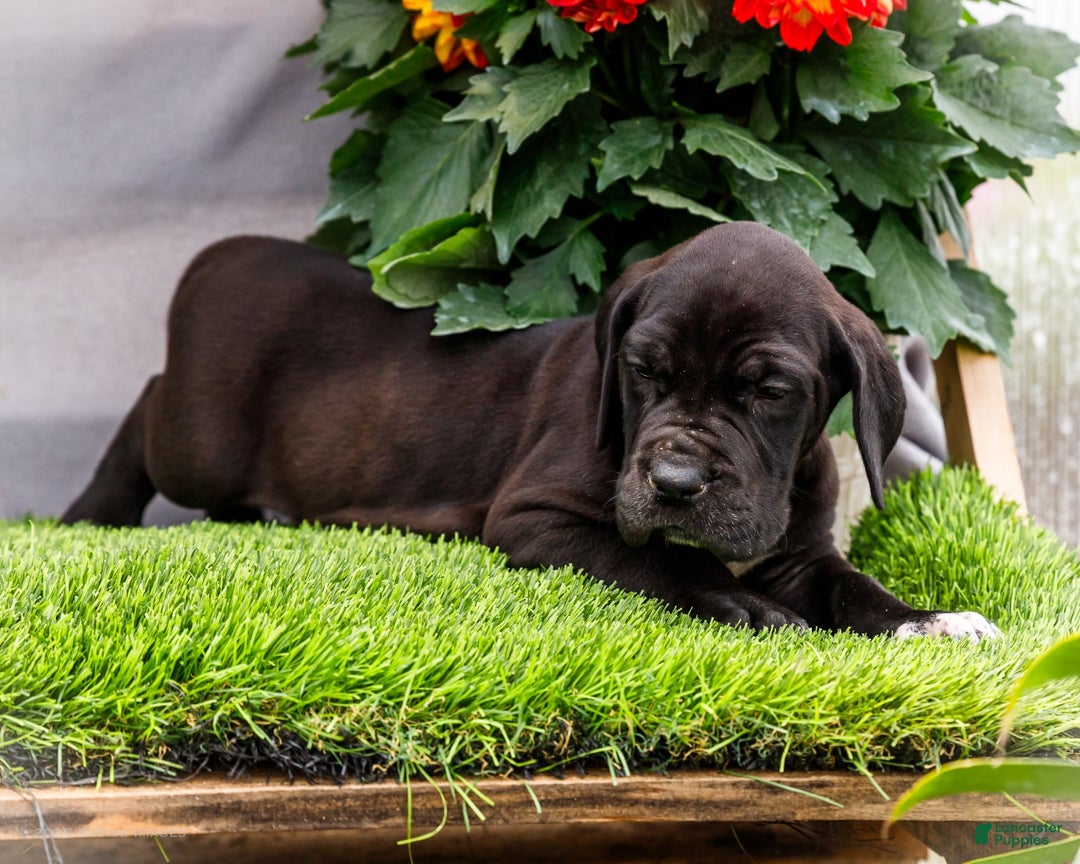 Great Dane dogs for sale: Jasper - Image 2