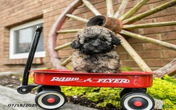 Toy Poodle dogs for sale: Annabelle - Image 1