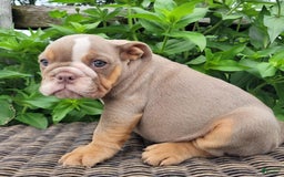 English Bulldog dogs for sale: Truffles - Image 3