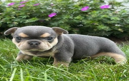 French Bulldog dogs for sale: Hilda - Image 11