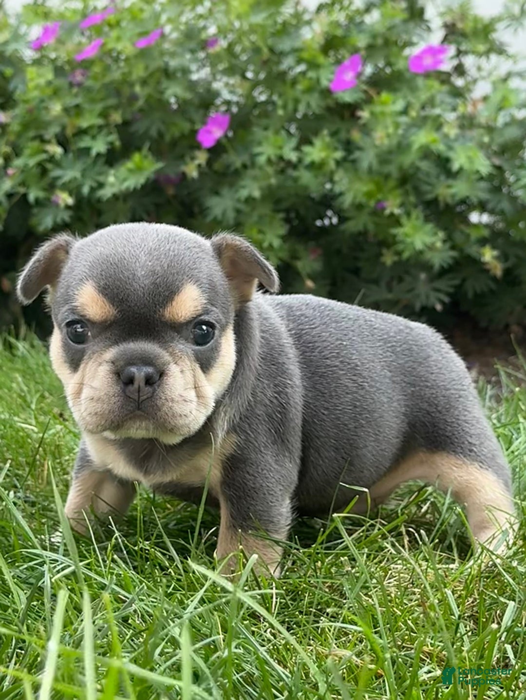 French Bulldog dogs for sale: Hilda - Image 11