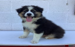 Australian Shepherd dogs for sale: Benji - Image 6