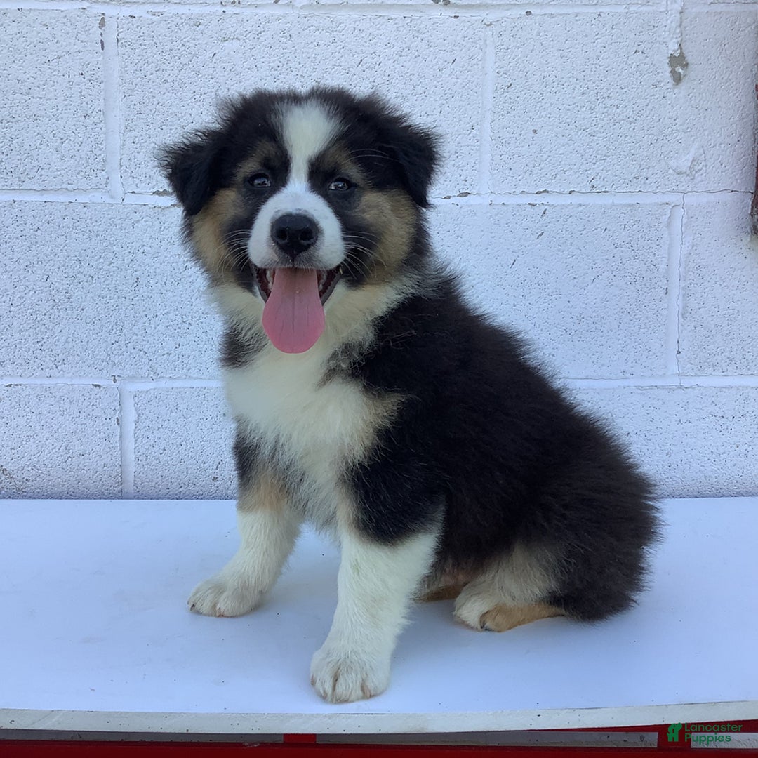 Australian Shepherd dogs for sale: Benji - Image 6