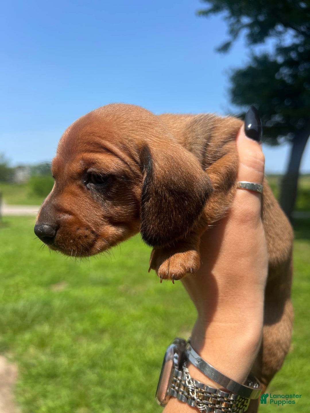 Dachshund dogs for sale: Brittney - Image 4