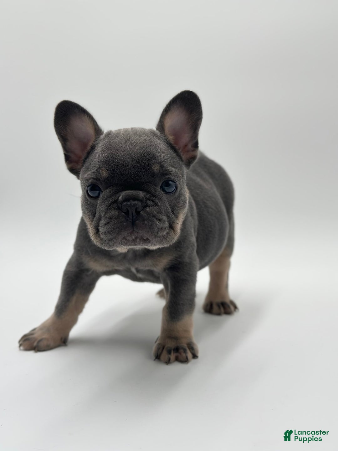 French Bulldog dogs for sale: Toronto - Image 1