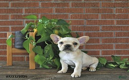 French Bulldog dogs for sale: Lily - Image 2