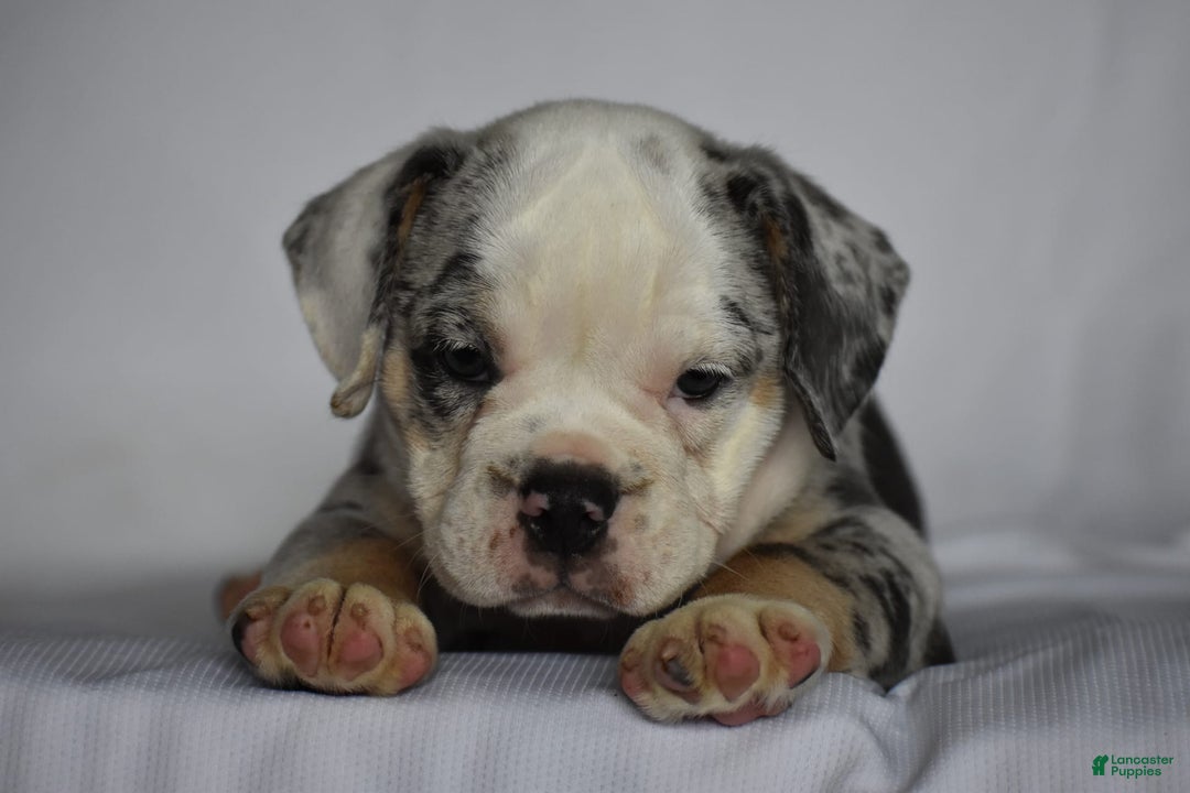 Beabull dogs for sale: Diamond - Image 5