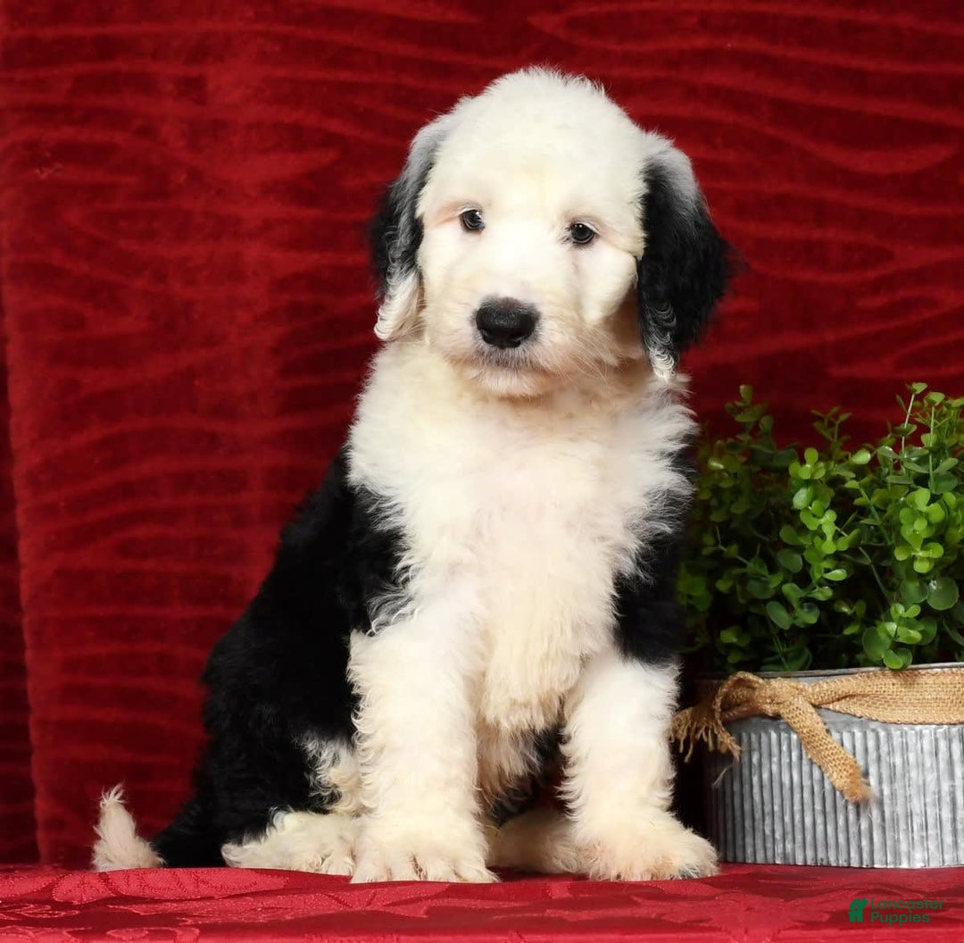 Sheepadoodle dogs for sale: Benji - Image 1