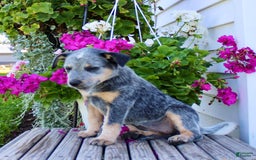 Australian Cattle Dog dogs for sale: Bella - Image 1