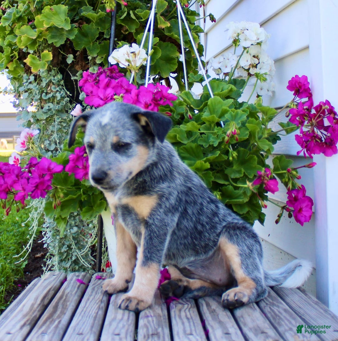 Australian Cattle Dog dogs for sale: Bella - Image 1