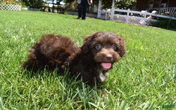 Havapoo dogs for sale: Armani - Image 9