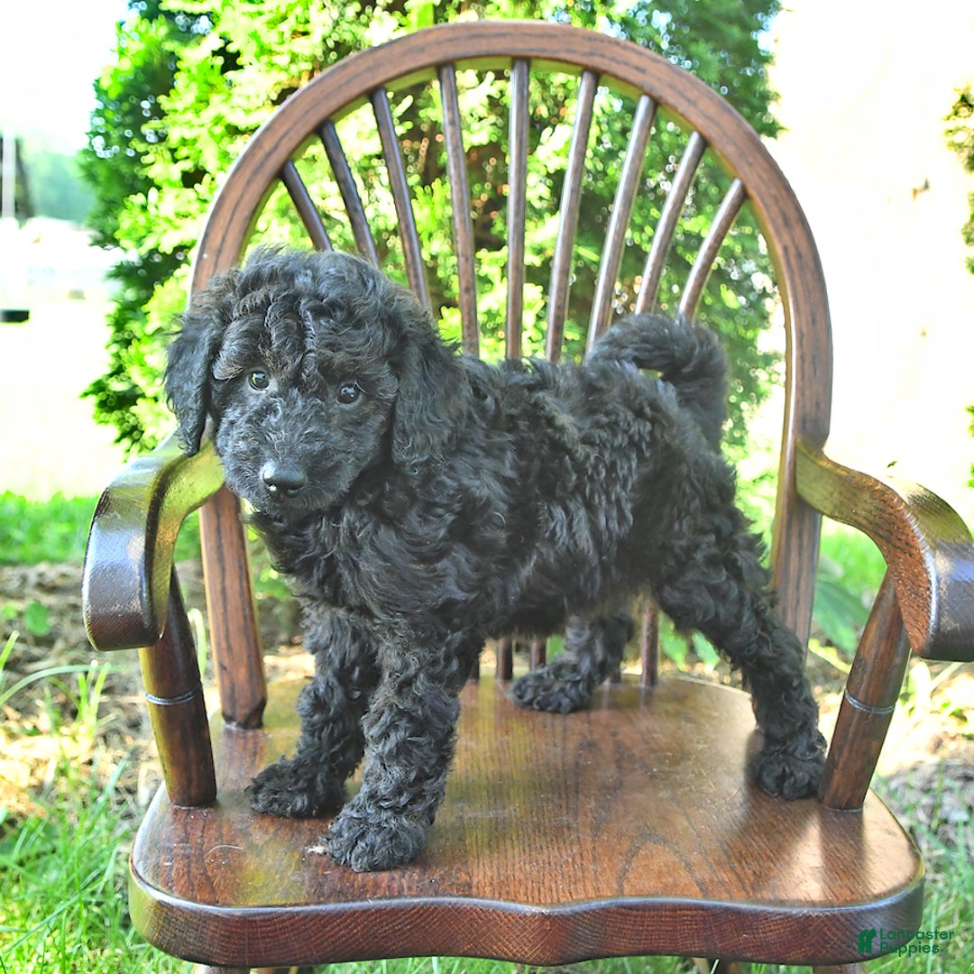 Mini Goldendoodle dogs for sale: Major - Image 6