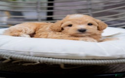Maltipoo dogs for sale: Vincent - Image 4