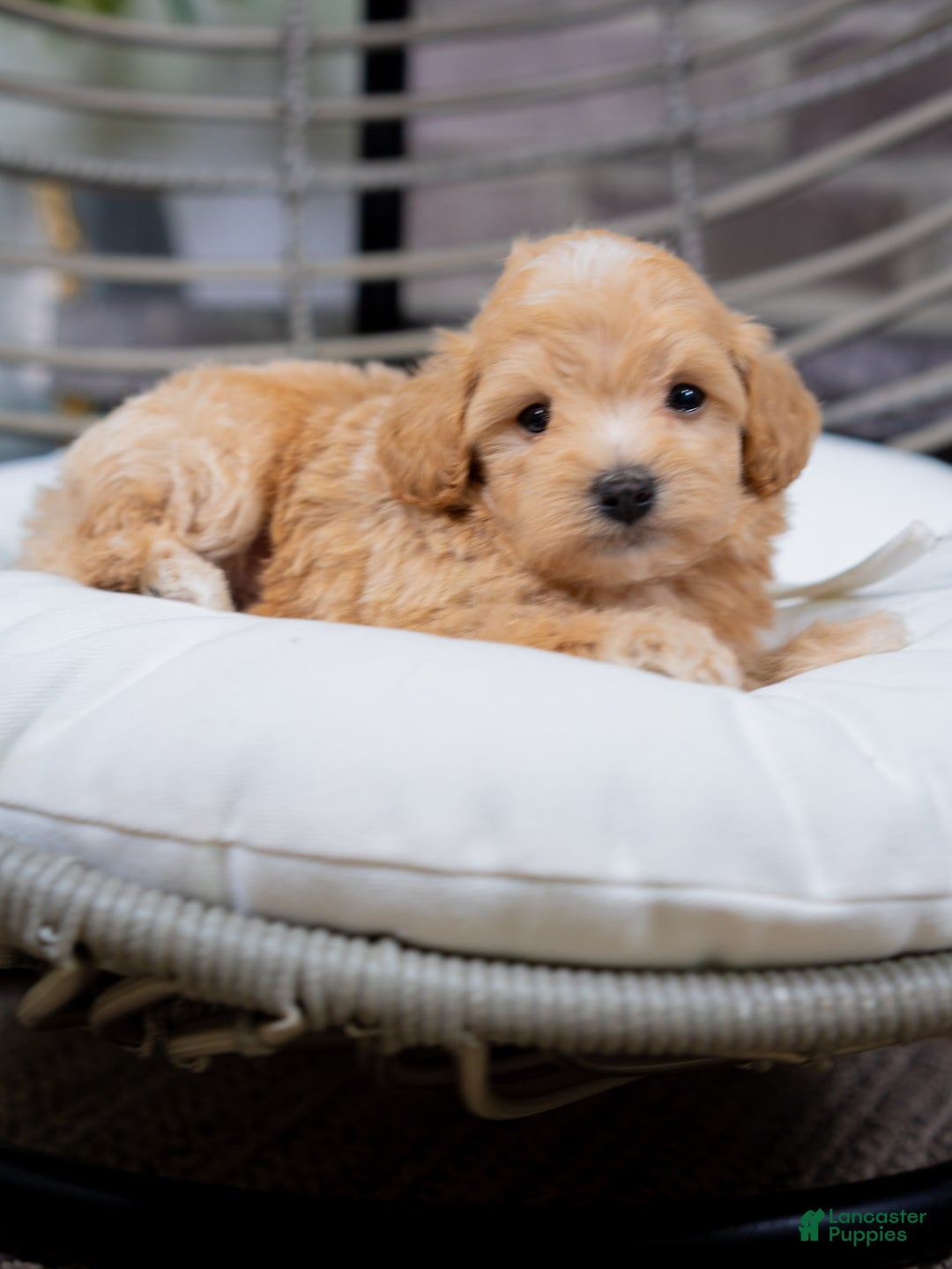 Maltipoo dogs for sale: Vincent - Image 4