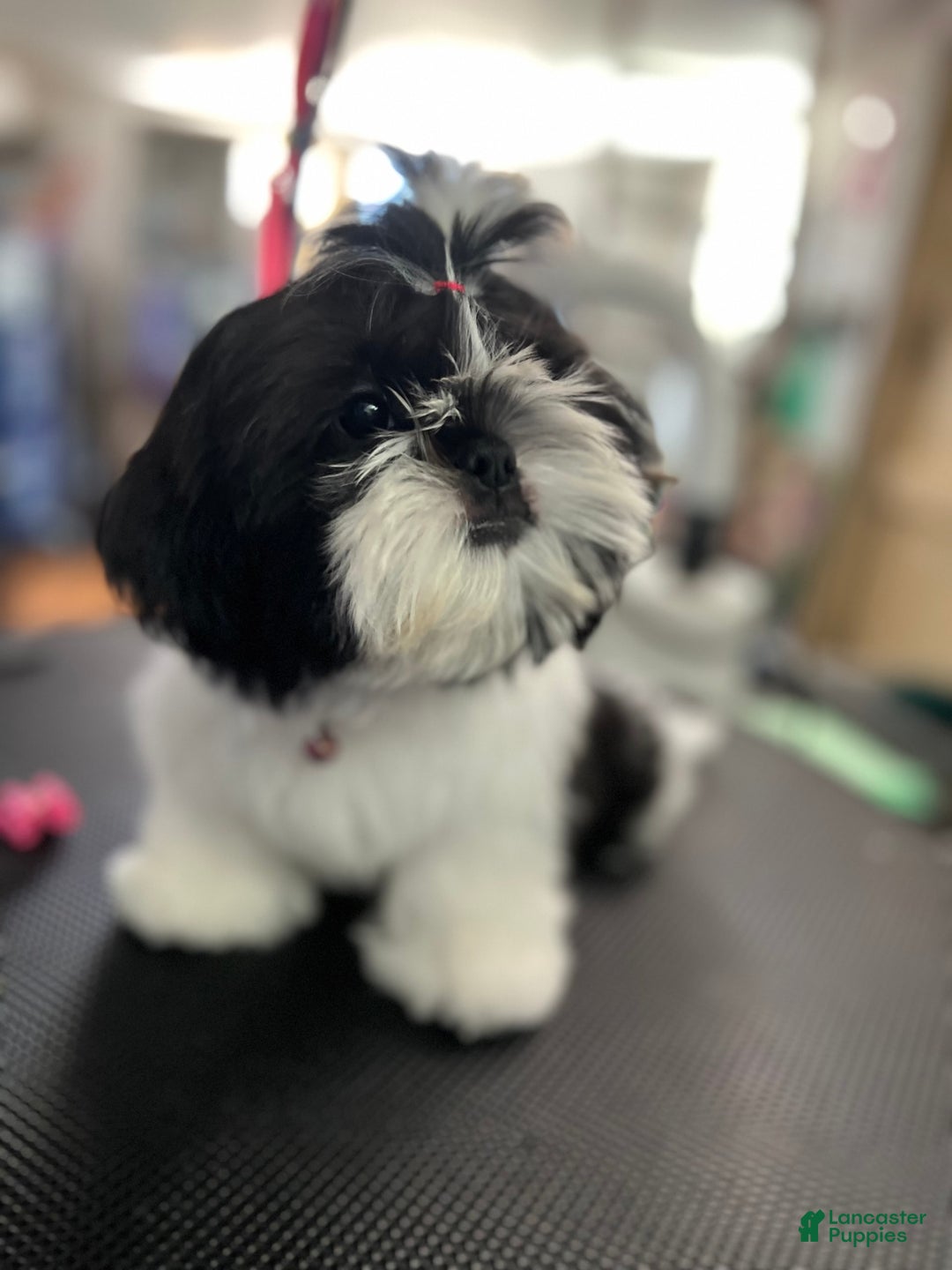 Shih Tzu dogs for sale: Sugar - Image 5