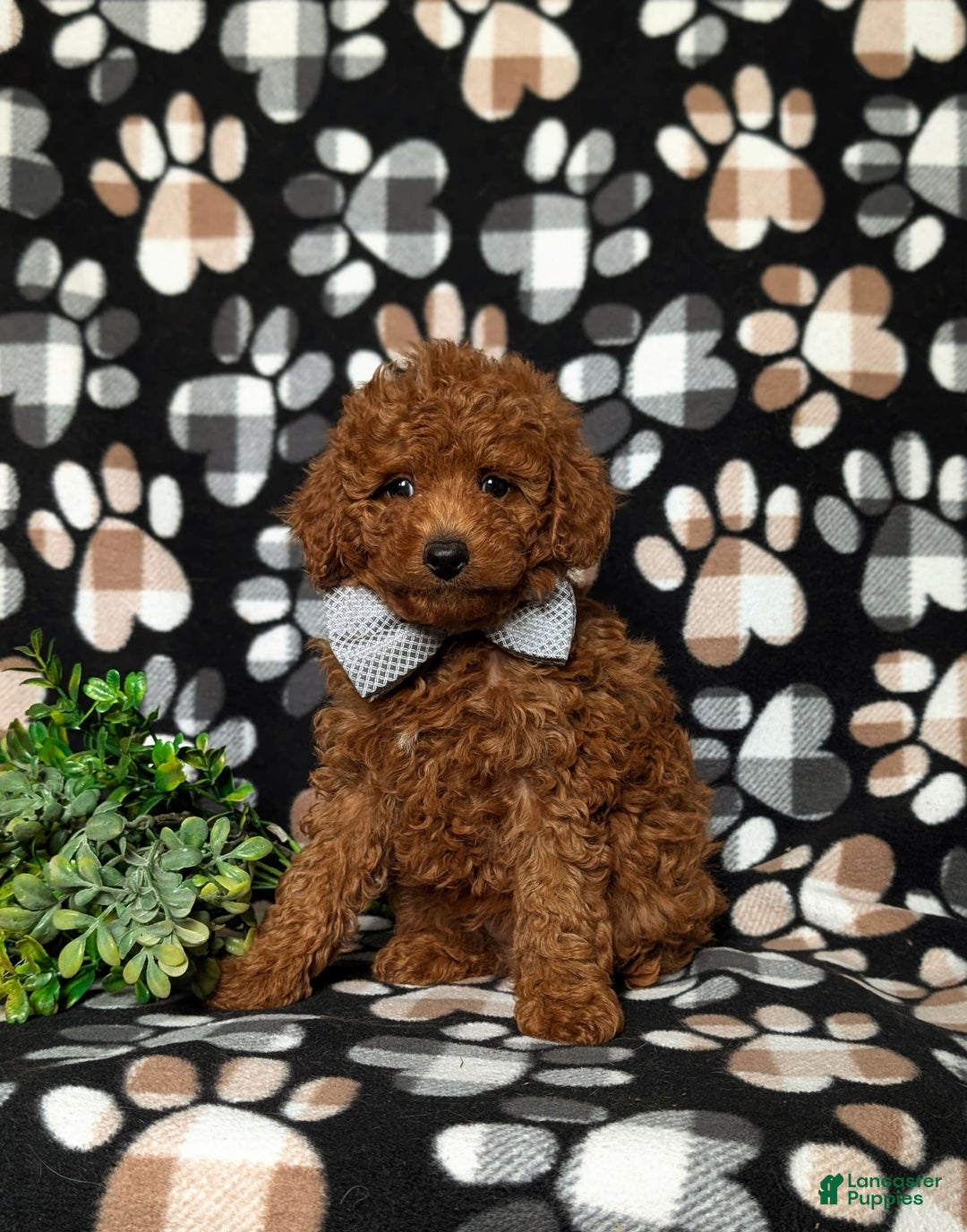 Toy Poodle dogs for sale: Duncan - Image 10