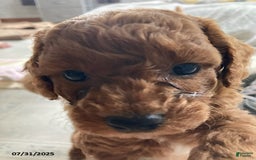 Toy Poodle dogs for sale: Asher - Extra Small - Image 1