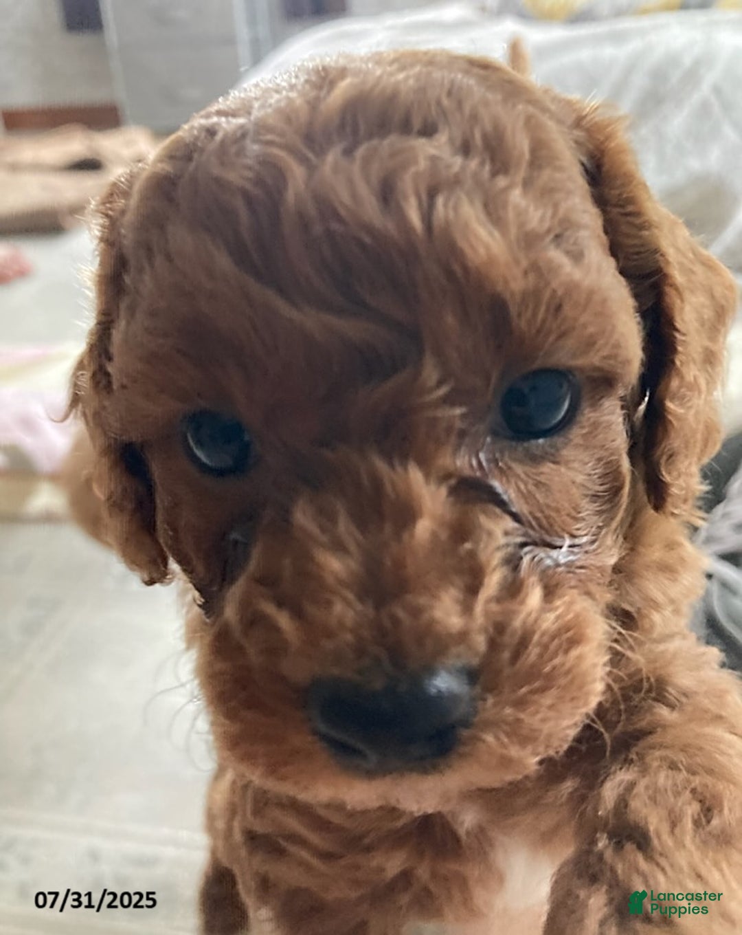 Toy Poodle dogs for sale: Asher - Extra Small - Image 1