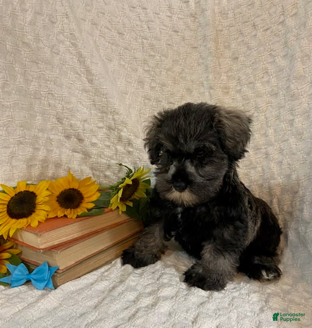 Miniature Schnauzer dogs for sale: Dessy - Image 4